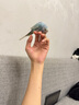 HARRISON'S BIRD FOODS高能特小顆粒滋養丸哈里森鳥(niǎo)糧（1磅/454克）有效期至26年5月 曬單實(shí)拍圖