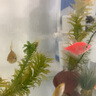坤寧王魚(yú)缸過(guò)濾器循環(huán)泵三合一增氧氣泵吸糞壁掛式小型靜音凈化系統4W 曬單實(shí)拍圖
