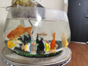 錦鯉魚活魚觀賞魚純種魚大型紅白冷水淡水好養(yǎng)耐活金魚小魚苗錦鯉 11-13cm黃金+烏金+白金+紅金各2 曬單實(shí)拍圖