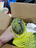 壹萌果蔬金煌芒芒果 當季現摘廣西大芒果新鮮水果青皮芒果整箱送禮 5斤臻品果【單果200g+】 凈4.5斤 曬單實(shí)拍圖