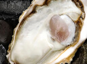 鮮京采 鮮活生蠔5XL 凈重5斤 9-12只 生鮮海鮮 中秋聚餐 源頭直發(fā) 曬單實(shí)拍圖