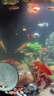 森悠（SARYOR）孔雀魚(yú)純種觀(guān)賞魚(yú)小型淡水好養熱帶魚(yú)活體斑馬金魚(yú)鳳尾魚(yú)繁殖 精品孔雀魚(yú)10條+2條備損 曬單實(shí)拍圖