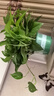 雙盟綠蘿盆栽除甲醛花卉綠植辦公室新房?jì)艋諝?80加侖2盆裝源頭直發(fā) 曬單實(shí)拍圖