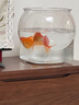 高透加厚魚缸 斗魚金魚缸帶底托一體型耐摔客廳懶人桌面生態(tài)缸 升級(jí)款特大號(hào)底座魚缸【高透/久用不糊】 曬單實(shí)拍圖