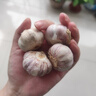 紫白皮蒜水果大蒜超市即食生鮮蔬菜大蒜 特價(jià)5頭 100g 單果3.5-5cm 曬單實(shí)拍圖