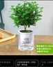 綠有意綠植盆栽多肉花卉盆栽植物室內(nèi)桌面水培綠植辦公室客廳植物懶人 3盆自選】植物和盆顏色請(qǐng)備注 曬單實(shí)拍圖