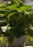 雙盟綠蘿盆栽除甲醛花卉綠植辦公室新房?jī)艋諝?80加侖4盆裝源頭直發(fā) 曬單實(shí)拍圖