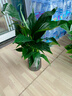 雙盟綠蘿盆栽除甲醛花卉綠植辦公室新房?jī)艋諝?80加侖4盆裝源頭直發(fā) 曬單實(shí)拍圖