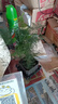 佰花錦文竹桌面盆栽新中式綠植辦公室客廳盆景茶臺(tái)臥室好養(yǎng)綠植花卉植物 【送方底座】文竹+pvc舍得盆+黑沙石鋪面 20-30cm 曬單實(shí)拍圖