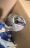 灰i喜鵲鳥糧雛幼鳥專用飼料四喜鳥伯勞畫眉松鴉通用亮羽壯膘糧食 1小罐【面包蟲干】365ml 曬單實拍圖