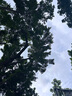 Apple蘋果iPhone 16/15/14/13/12/11/X系列pro max二手手機(jī) 蘋果 iPhone 14 曬單實(shí)拍圖