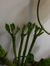 植男植女文昌竹/龍竹富貴竹水培帶根植物綠植室內好養盆栽5/60cm源頭直發(fā)  曬單實(shí)拍圖