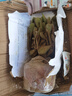 意軒多肉植物 肉肉盆栽組合套裝 老樁辦公室內(nèi)耐干旱懶人綠植花 熊童子老樁(約28片葉子) 曬單實拍圖