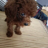 嘉瑰泰迪幼犬灰泰迪純種泰迪狗活犬寵物狗狗活體貴賓犬茶杯犬 寵物級 紅色 公 曬單實(shí)拍圖