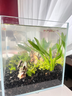 金晶超白魚缸客廳桌面小魚缸玻璃草缸龜缸懶人家用生態(tài)造景水族箱 長(zhǎng)35CM寬21CM高23CM（厚度5MM） 金晶超白魚缸裸缸 曬單實(shí)拍圖