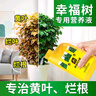 史丹利幸福樹(shù)專(zhuān)用營(yíng)養液肥料急救葉子發(fā)黃掉葉黃葉干枯復活液 幸福樹(shù)營(yíng)養液 曬單實(shí)拍圖