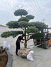 迎客松造型羅漢松盆景地景大苗別墅庭院盆栽老樁大型植物庭院好養 造型羅漢松2公分左右 原土發(fā)貨 曬單實(shí)拍圖