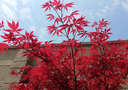日本紅楓樹(shù)苗四季紅室外耐寒紅舞姬盆景盆栽大樹(shù)綠植庭院綠化植物 紅楓4公分粗帶土球 曬單實(shí)拍圖