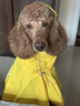 MIKI PAD狗狗雨衣中大型犬柯基邊牧金毛寵物雨衣斗篷防水雨披狗狗沖鋒衣 檸檬黃 #快穿設計 4XL（背長(cháng)44-52 參考體重30-60斤） 曬單實(shí)拍圖