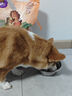 自然光環(huán)Halo【小犬鮮肉】進(jìn)口狗糧小型犬泰迪柯基比熊專(zhuān)用法斗雪納瑞博美 小犬雞肉味10磅/4.5kg-效期26.11起 下單抽獎·滿(mǎn)贈好禮~詳情請入會(huì ) 曬單實(shí)拍圖