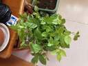 綠纓三角梅盆栽帶花樹(shù)苗四季花卉老樁開(kāi)花植物苗重瓣爬藤三角梅花 中國紅6年苗【40-50cm高】【原盆原土發(fā)貨】 帶盆栽好 曬單實(shí)拍圖