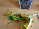 紅掌盆栽白粉掌一帆風(fēng)順帶花特大號(hào)花卉室內(nèi)客廳面水培植物好養(yǎng) 約30cm精品紅掌-方缸玻璃瓶 帶盆栽好 曬單實(shí)拍圖