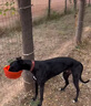 倍她寵格力靈緹犬專用大顆粒肉球狗糧中大型犬成犬幼犬糧補(bǔ)鈣壯骨細(xì)狗糧 大顆粒（適用犬齡六個(gè)月以上） 高蛋白肉球糧10斤 全犬期 格力靈緹惠比特細(xì)狗 曬單實(shí)拍圖