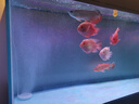 海甲衛(wèi)（HAKAWIN）魚缸氧氣泵超靜音氧氣泵魚缸小型家用增氧泵大氣量 AT-771 曬單實(shí)拍圖