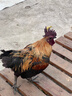 麥臻選【麥德龍超市】A2β酪蛋白鮮乳條奶棒干奶高蛋白15小包300g升級款 曬單實(shí)拍圖