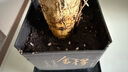 【帶盆高度約15-25cm】發(fā)財樹盆栽室內(nèi)植物客廳辦公室吸甲醛好養(yǎng) 單桿發(fā)財樹+塑料四方舍得盆+小方底座 花盆直徑約8cm 曬單實拍圖