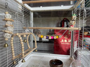 鸚鵡玩具秋千原色木頭啃咬磨牙玩具八哥鳥籠掛件鳥用品爬梯藤球 整套8件【軟梯】 曬單實拍圖