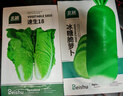 北蔬快菜種子速生奶油小白菜秋種蔬菜籽 速生18小白菜種子10g約3800粒 曬單實(shí)拍圖