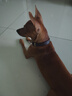 狗項圈牛皮真皮狗狗脖套大型犬金毛德牧馬犬狗項圈真皮狗圈 小碼（8-30斤） 尺碼 普通 牛皮 曬單實(shí)拍圖