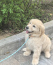 朵蔓純種金毛犬幼犬雙血統(tǒng)大骨架金毛家養(yǎng)大型家庭犬金毛聰明寵物狗狗 血統(tǒng)級(jí) 金毛 公 曬單實(shí)拍圖