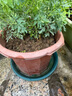蕓香草臭草植物賊仔草盆栽室外陽臺菜園四季花苗臭艾驅(qū)蚊驅(qū)蛇食用 蕓香草小顆 不帶盆 曬單實(shí)拍圖
