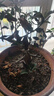 花行榜盆栽樹苗盆景庭院綠植物花卉(6年2.5cm老樁)精品垂絲海棠源頭直發(fā) 曬單實(shí)拍圖