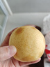有機黃金梨子【25年新上市】冰糖雪梨脆甜無(wú)農殘有機水果 小果【5斤】10-12個(gè) 精選 曬單實(shí)拍圖