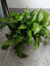 雙盟綠蘿盆栽除甲醛花卉綠植辦公室新房凈化空氣180加侖2盆裝源頭直發(fā) 曬單實拍圖