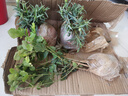 重瓣茉莉花盆栽濃香型南方四季開花帶盆驅蚊綠植花卉室內陽臺庭院 茉莉5~6棵帶花苞發(fā)貨【不含盆】 曬單實拍圖