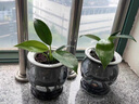 愛(ài)琴灣金鉆綠植物公主甲醛盆栽室內辦公室四季常青凈化空氣客廳花卉 熱銷(xiāo)：【買(mǎi)一送一】透明+灰色魚(yú)缸吸水盆+2份吸毒王 整體高度20-25/單株綠公主 曬單實(shí)拍圖