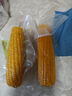 東北黃糯玉米真空包裝速食玉米軟糯香甜代餐小棒140g-180g 5根特惠裝 曬單實拍圖