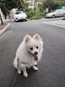 普安特寵物狗狗驅(qū)蟲藥犬體內(nèi)外同驅(qū)跳蚤犬虱非潑羅尼愛滴克+內(nèi)驅(qū) 曬單實拍圖