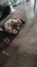 腆寵狗籠貓籠 狗籠子中小型犬帶廁所幼犬狗窩貓籠子大號(hào)家用圍欄兔籠 曬單實(shí)拍圖