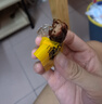 科爾沁 手撕風(fēng)干牛肉干 原味618g量販裝 健身代餐高蛋白解饞休閑零食 曬單實(shí)拍圖