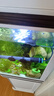創(chuàng)寧魚缸石英變頻加熱棒 CN-605-200W 低水位烏龜小型迷你自動(dòng)恒溫器 曬單實(shí)拍圖