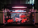 森森（SUNSUN）魚缸過濾器壁掛式抽水泵外置小型過濾桶YBG-400 5W 曬單實(shí)拍圖