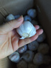 精選新鮮山東大蒜干蒜多瓣蒜頭蔬菜批發(fā)產(chǎn)地直發(fā)大蒜頭 優(yōu)選 5斤 (果徑≥3.5cm) 曬單實拍圖