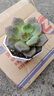 多肉植物自選套餐新手入門(mén)帶盆土栽好發(fā)貨陽(yáng)臺盆栽花卉易養殖包郵 冰橙【5-6厘米】帶八角盆栽好 曬單實(shí)拍圖