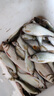 趣玲瓏釣魚用鉛皮卷快速鉛墜鉛卷鉛皮座臺(tái)釣魚線組垂釣魚用品漁具 0.8#鉛皮卷[5卷]送剪刀 曬單實(shí)拍圖