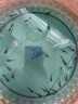 寵小俠純種孔雀魚觀賞魚好養(yǎng)耐活淡水小型魚熱帶魚鳳尾熱帶魚小魚苗 練手孔雀2-3cm30條（26送4備損） 曬單實(shí)拍圖